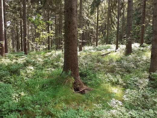 Lesy a lesní cesty černostudničního hřebenu 5