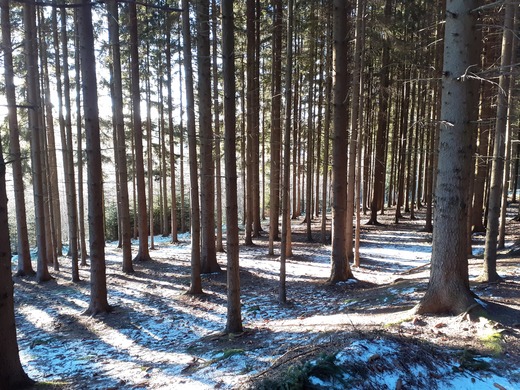 Zimní krása lesů okolo Huti u Pěnčína